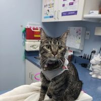 Huron Animal Hospital ico