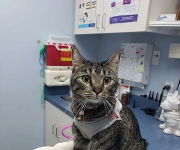 Huron Animal Hospital
