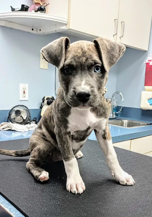 Huron Animal Hospital 9