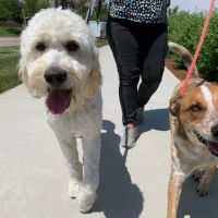 WellHaven Pet Health Lone Tree ico