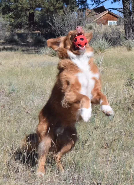 Peak Performance Veterinary Group: Castle Pines 3