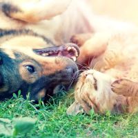 Animal Dental Care & Oral Surgery ico