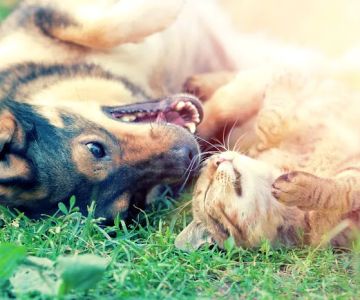 Animal Dental Care & Oral Surgery