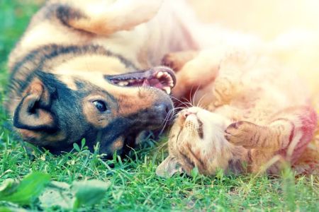 Animal Dental Care & Oral Surgery