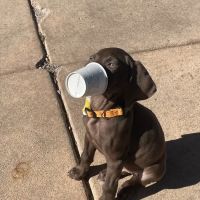 Castle Pines Veterinary Hospital ico