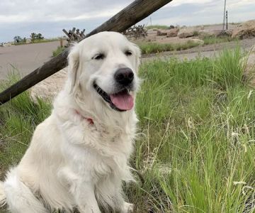 Brekke Veterinary Clinic Happy Canyon Rd