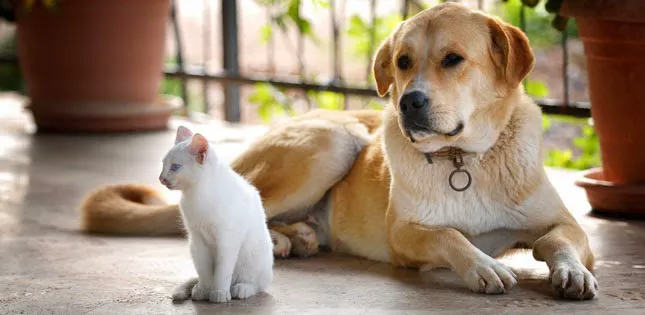 Cherished Companions Animal Clinic 8