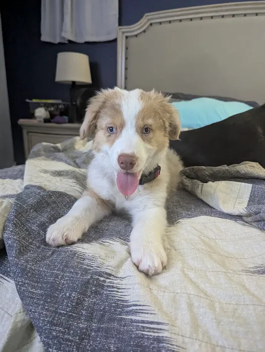 Banfield Pet Hospital 12