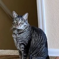 Banfield Pet Hospital ico