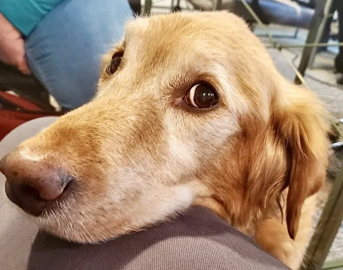 Veterinary Specialists of the Rockies 12