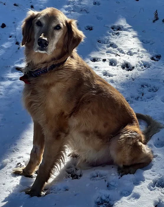 Veterinary Specialists of the Rockies 12
