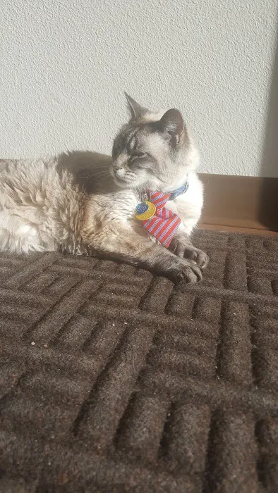 Purrfect Health Cat Hospital 5