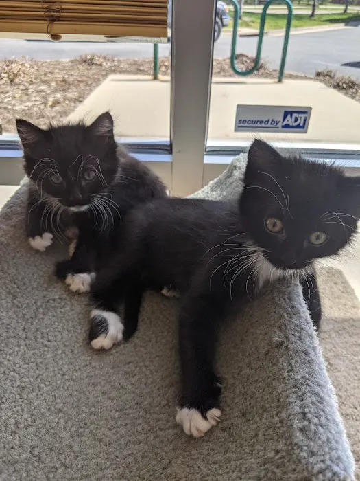 Purrfect Health Cat Hospital 9