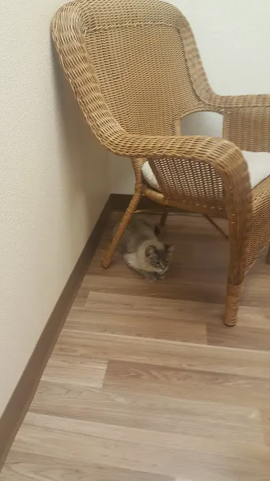 Purrfect Health Cat Hospital 1