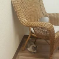 Purrfect Health Cat Hospital ico