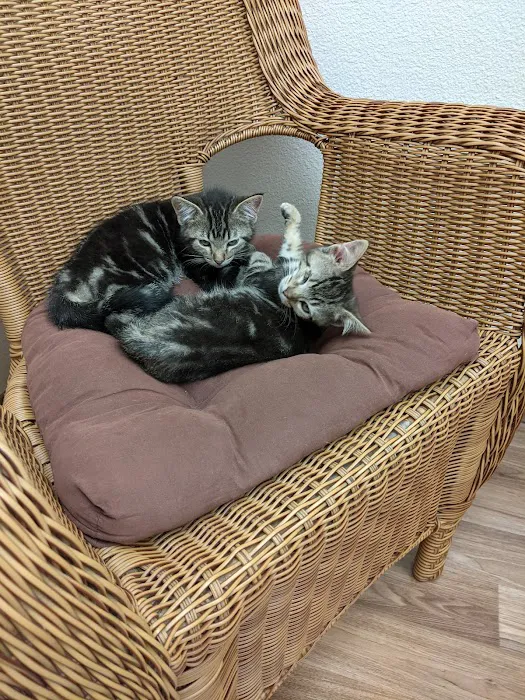Purrfect Health Cat Hospital 4