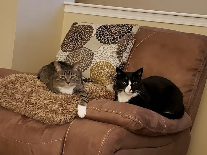 Purrfect Health Cat Hospital 2