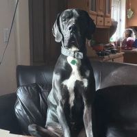 Kittredge Animal Clinic ico