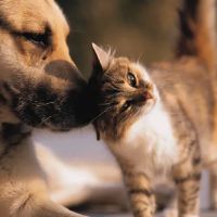 Elk Meadow Veterinary Hospital ico