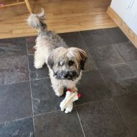 Mountain Vet to Pet ico