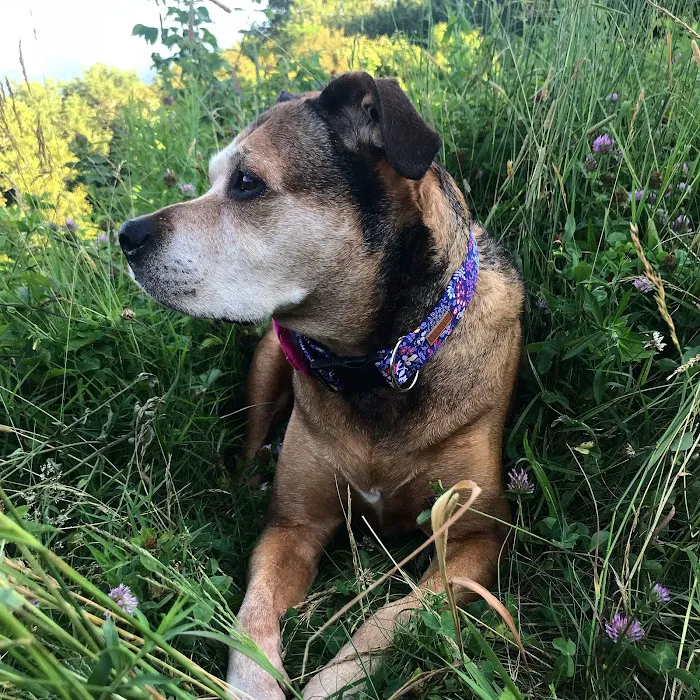 Mountain Vet to Pet 12
