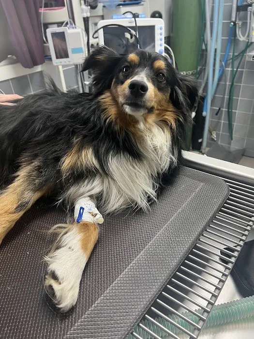 Mountain Parks Veterinary Hospital 4