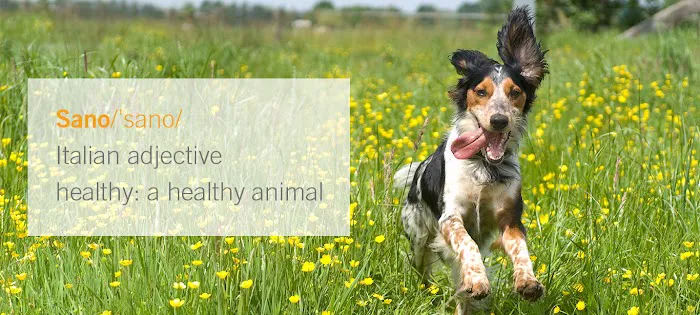 Sano Hospital for Animals 2