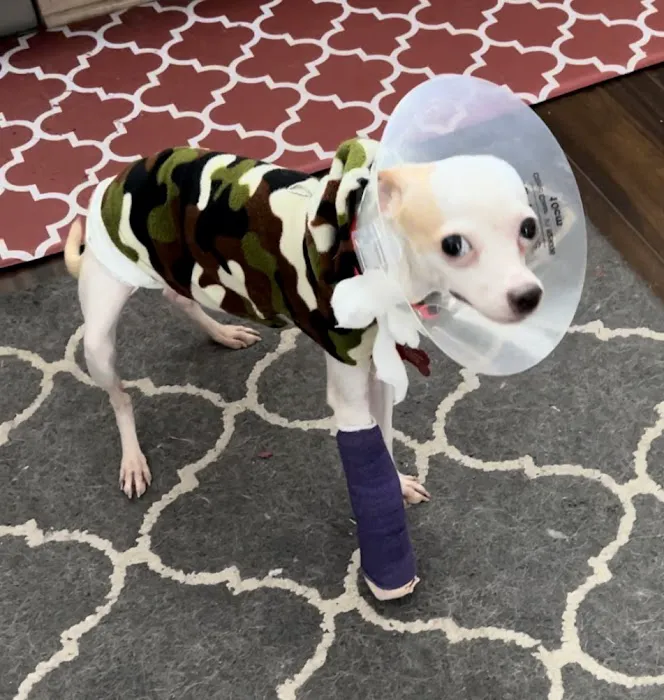 Sano Hospital for Animals 8