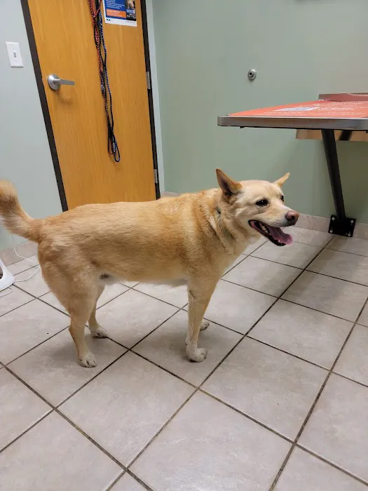 VCA Thornton Animal Hospital 6