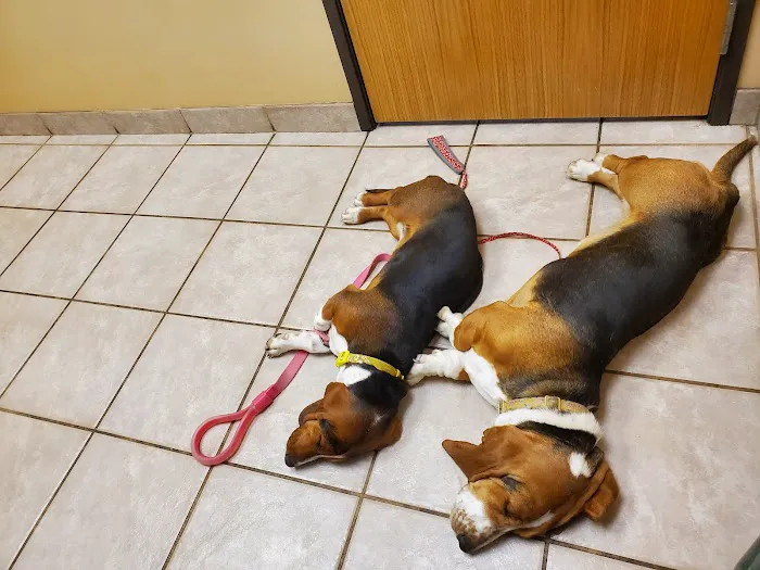 VCA Thornton Animal Hospital 8