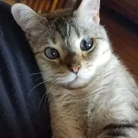 Cyclone Veterinary Services ico