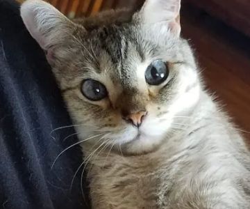 Cyclone Veterinary Services