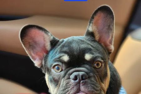 Pet Eye Care Center