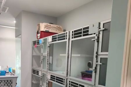 The Cat Hospital of Media