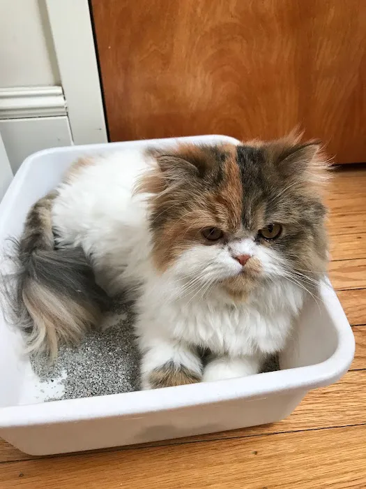 The Cat Hospital of Media 12