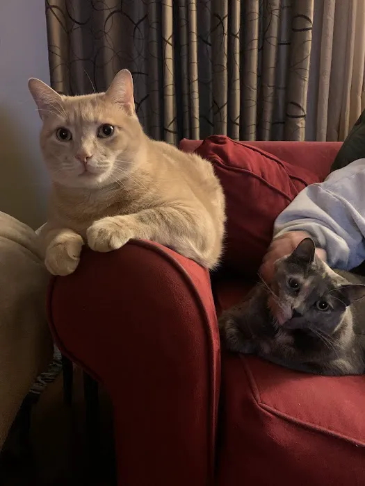 The Cat Hospital of Media 12