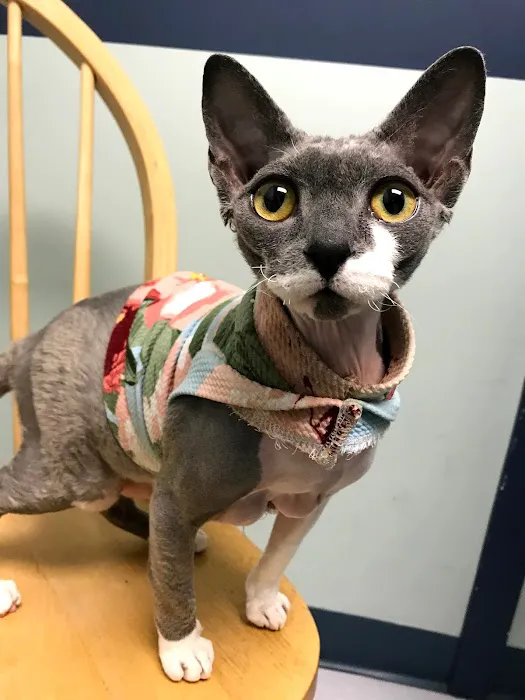 The Cat Hospital of Media 12