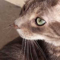 Cat Clinic At Cherry Hill ico
