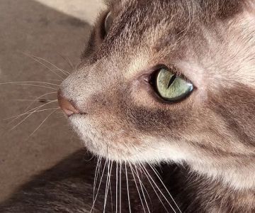 Cat Clinic At Cherry Hill