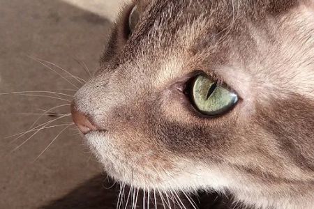 Cat Clinic At Cherry Hill