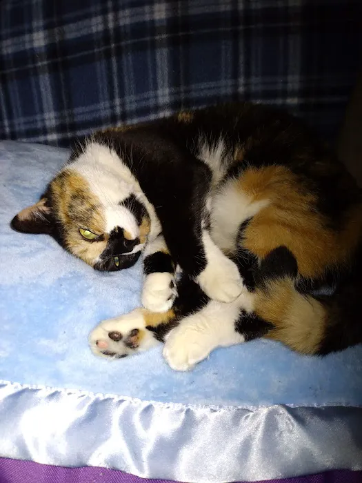 Cat Clinic At Cherry Hill 2