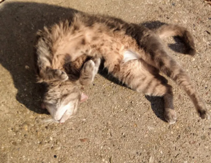 Cat Clinic At Cherry Hill 4