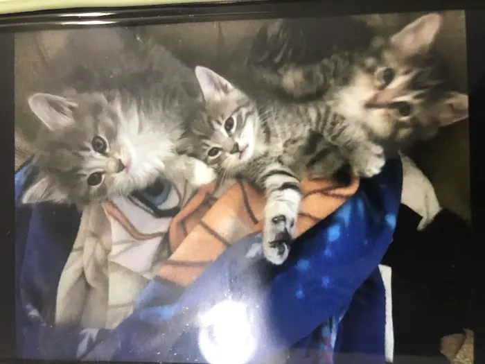 Cat Clinic At Cherry Hill 7