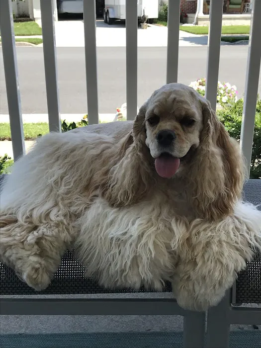 Pet Dermatology Center Philly 2