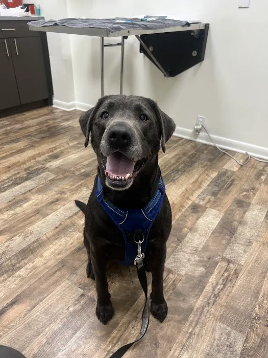 Pet Dermatology Center Philly 6