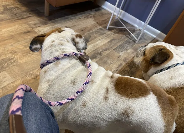 Pet Dermatology Center Philly 8