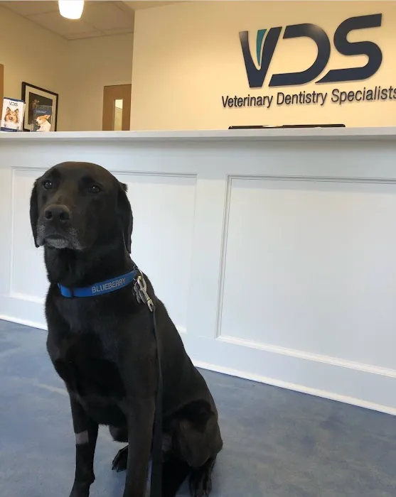 Veterinary Dentistry Specialists 1
