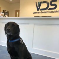 Veterinary Dentistry Specialists ico