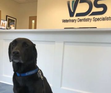 Veterinary Dentistry Specialists
