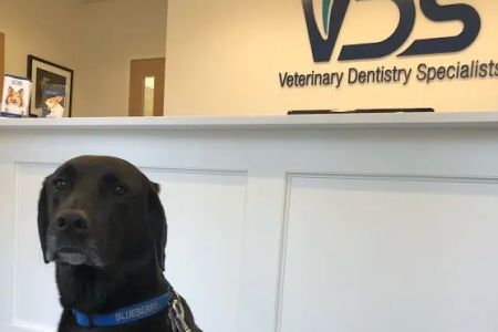 Veterinary Dentistry Specialists